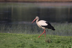 Weißstorch (Foto: S. Hollerbach)