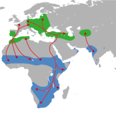 Verbreitung und Zugwege des Weißstorchs (grüne Markierung: Sommer, blaue Markierung: Winter) (Quelle: Von Shyamal - Eigenes Werk, CC0, https://commons.wikimedia.org/w/index.php?curid=12209467)