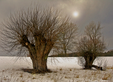 Siegerfoto 2019