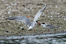 Flussseeschwalbe bei der Fütterung eines Jungvogels (Foto: © M. Schneider)