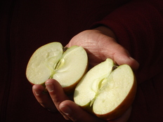 Workshop Apfel- und Birnensortenbestimmung