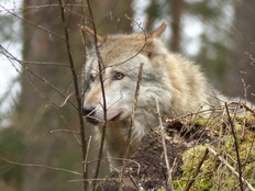 Wölfe vor der Haustür- Entdeckertour im Biosphärium