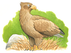 Seeadler - Arten für Kinder