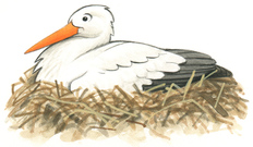 Weißstorch - Arten für Kinder