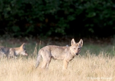 Wolfstour mit Kenny Kenner