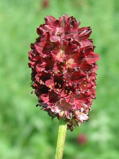 Großer Wiesenknopf