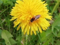 Wildbiene auf Löwenzahn