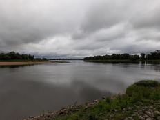 Viehle an der Elbe