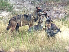 Wolf und Welpen