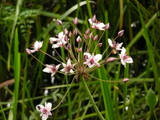 Schwanenblume