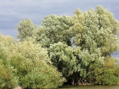 Weichholzaue an der Elbe