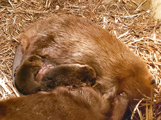 Papas Hinterpfote liegt zwischen zwei der jungen Biber