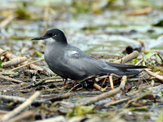 Trauerseeschwalbe im Portrait