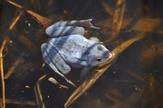 Männlicher Moorfrosch im blauen Paarungskleid