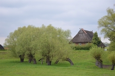 Konau im Frühling