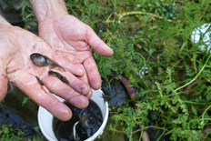 „Nebenbei entdeckt“ - zwei weitere besonders geschützte Amphibienarten: Eine Larve der Knoblauchkröte, die Größte der einheimischen Amphibienlarven und eine Larve des Kammmolches.