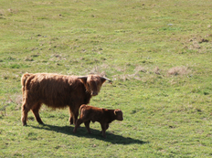 Schottische Highland-Rinder