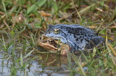 Das Bild zeigt ein Moorfrosch-Paar.