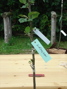 DAs Bild zeigt einen veredelten Apfelbaum.
