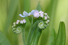 Schönheit der Wildblumen