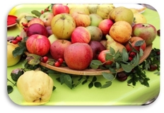 Apfelsaft selbst herstellen