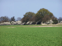 Heckenlandschaft bei Groß Banratz