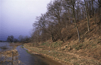 Bewaldeter Geesthang