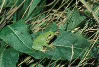Laubfrosch
