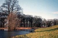Hartholzaue bei Strachau