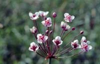 Schwanenblume