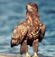 Seeadler