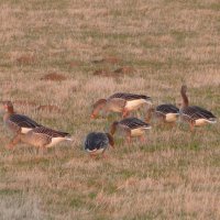 Ganz viel Gans