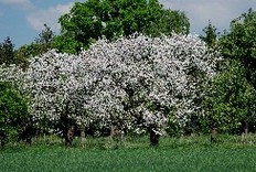 Apfelblüte bei Wilkensdorf