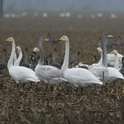 Rastende Sing- und Zwergschwäne (Foto: A. Degen)