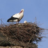 Tour de Storch