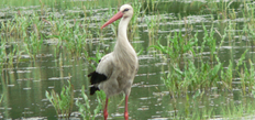 Weißstorch