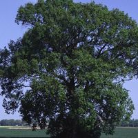 Eiche im Frühsommer