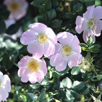 Blüten der Hundrose
