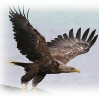 Seeadler