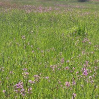 Stromtalwiese