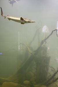 Stör im Aquarium des Biosphaeriums Elbtalaue