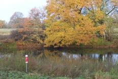 Eiche im Herbst