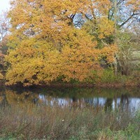 Eiche im Herbst
