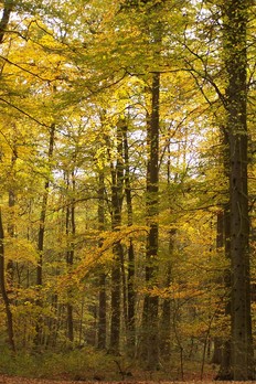 Herbstwald