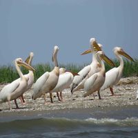 Reichhaltige Vogelwelt im Donau-Delta
