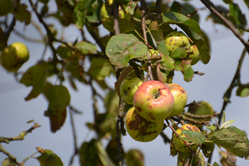 Apfel