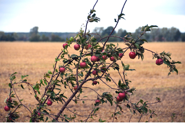 Apfelbaum