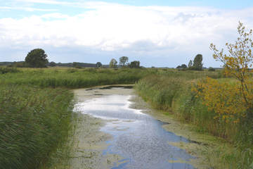 Auenlandschaft