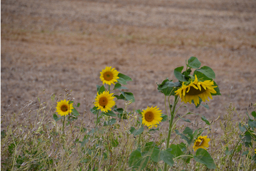 Sonnenblumen