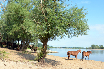 Strände an der Elbe